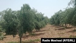 د زېتونو باغ