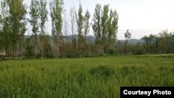 د زراعت محکمه وايي په غنمو کې د سرخي لګېدو بنيادي وجه بې وخته او زیات بارانونه دي. 