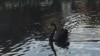 Image result for Круткін
