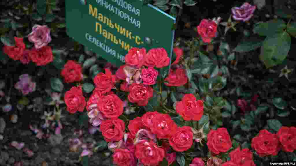 Миниатюрные мелкоцветковые розы «Мальчик-с-пальчик»