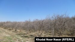 د بلوچستان د پښتنې سیمې ګلستان یو وچ باغ