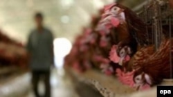 Россия отказалась от украинских продуктов животноводства с 20 января
