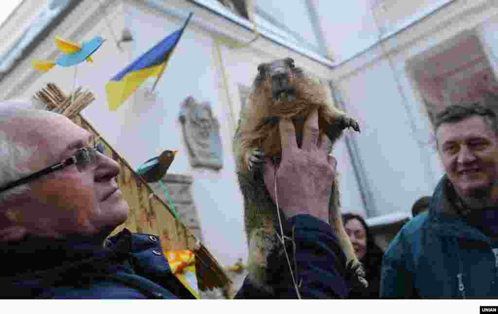 Співробітник міського дитячого еколого-натуралістичного центру тримає бабака під час свята «День бабака» у Львові, 15 лютого 2017 року. У цей день у Львові відбулося свято «День бабака». За щорічною традицією, розбудили бабака Марусю, яка була активною і спрогнозувала ранню весну ПЕРЕГЛЯНЬТЕ ВІДЕО