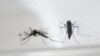 Komarci su prenosnici zika virusa