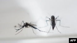 Komarci su prenosnici zika virusa