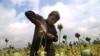 An Afghan boy extracts raw opium from poppy buds as the cultivation season of the banned crop starts in Nangarhar in April.
