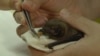 Bat in Belgrade